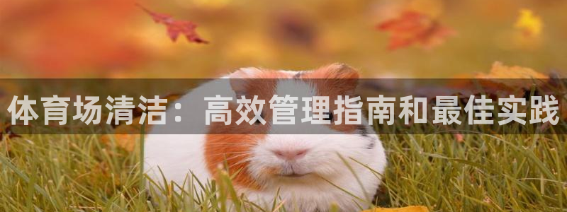 必一体育没了：体育场